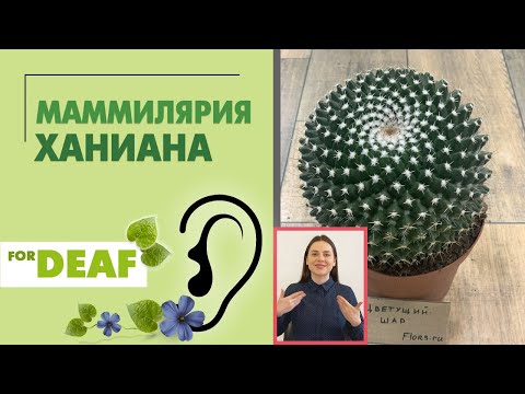 Видео: Маммилярия Ханиана { СУРДОПЕРЕВОД } цветущий кактус размером с мяч. Каждая колючка прекрасна