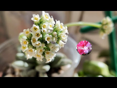 Видео: Комнатные  растения, 🌺  укореняю черенки квіти 🌿 #комнатныерастения