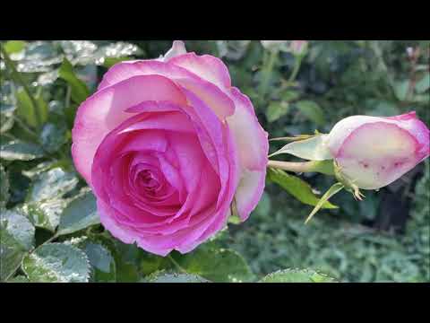 Видео: Здоровые, всегда цветущие, устойчивые #сортароз селекции #Мейян