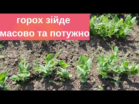 Видео: Зробіть так і горох зійде густим та міцним