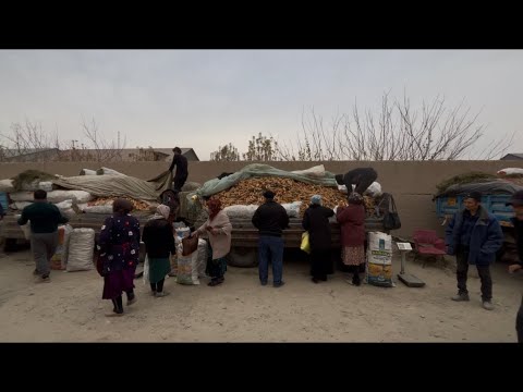 Видео: ТУРТКУЛ ДЕХКОН БОЗОР НАРХЛАРИ УЗГАРДИ