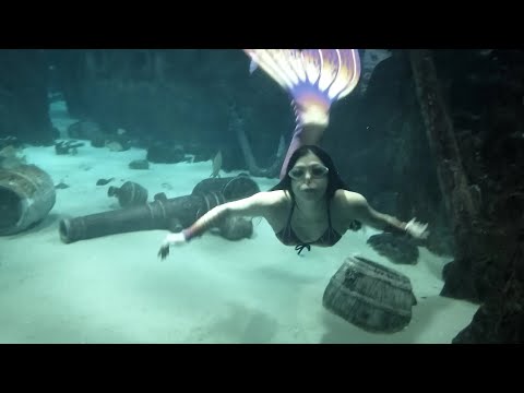 Видео: Большой сочинский океанариум | ресторан ВЬЕТНАМСКОЙ КУХНИ