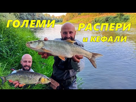 Видео: РАСПЕРИ и КЕФАЛИ на СПИНИНГ - СУПЕР РИБОЛОВ на р.ЯНТРА - НЕВЕРОЯТНА слука с ХУБАВИ РИБИ