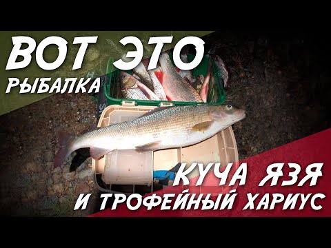 Видео: Вот это рыбалка / Куча язя и трофейный хариус