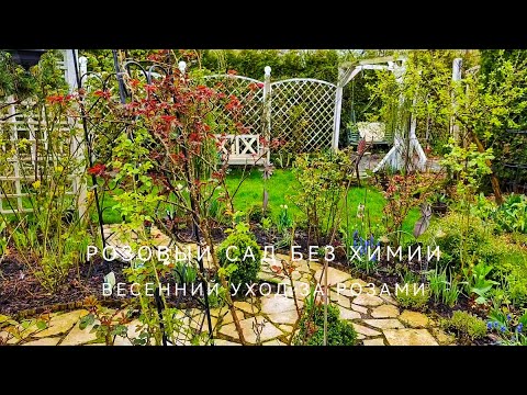 Видео: Розовый сад без химии. Весенний эко-уход в саду