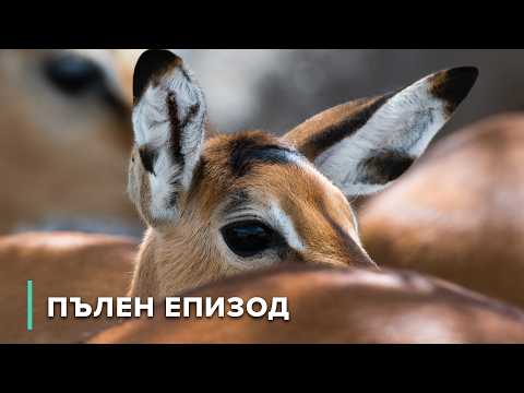 Видео: Антилопи: оцеляване в саваната | Звезди на дивата природа 106