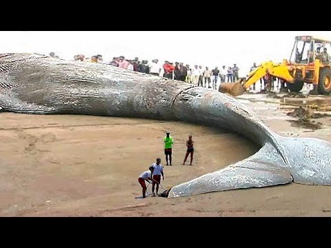 Видео: 10 Самых Больших Уловов в Истории