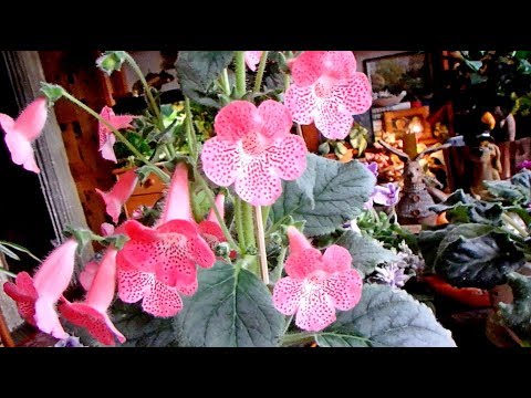 Видео: комнатные растения в июне, 2019 год