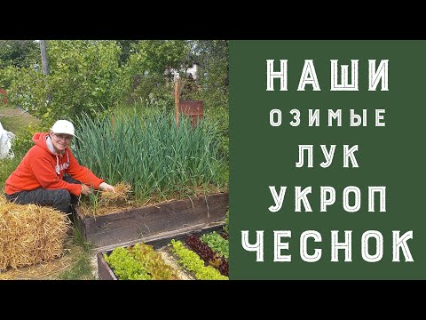 Видео: Наши результаты. Посадка под зиму чеснока, лука и укропа. Первый опыт.