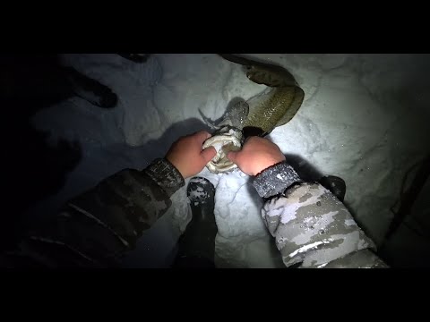 Видео: ВЕЧЕРНЯЯ ПРОВЕРКА ПАЛОК НА НАЛИМА \ ЕСТЬ ТРОФЕЙ!! НАЛИМ АЛЬБИНОС, 4-5-6 КГ, СКОЛЬКО ОН? ВЕЧЕР В ИЗБЕ