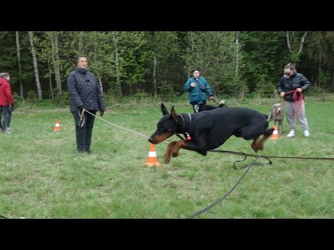 Видео: Догтренинг 610. Пять доберманов и веймаранер. В поле только девушки.