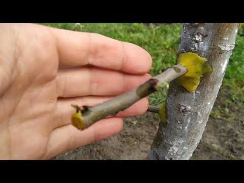 Видео: Прививка яблони дрелью и за кору / grafting with a drill and usually