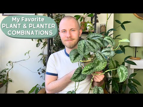 Видео: Мои любимые сочетания растений и кашпо