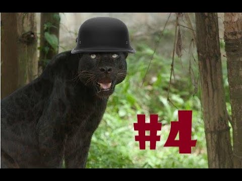 Видео: Faces Of War - Стомон