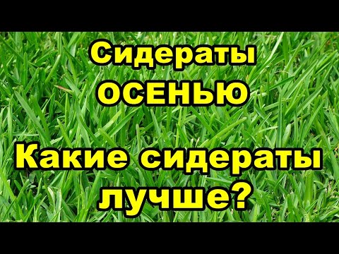 Видео: 🍀Сидераты ОСЕНЬЮ | Какие сидераты лучше?