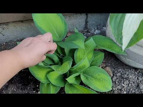 Видео: 🪴🌱Молодые хосты,как выглядят они , спустя 2 года после посадки.🪴🌱12 мая