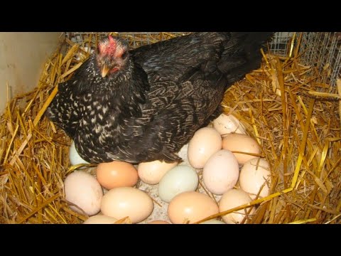 Видео: 🚨Тауық көп тусын десеңіз? осы видеоны қарап жұмыртқаңызды көбейтіңіз 🔥