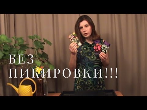 Видео: Самый простой способ выращивания бегонии из семян. Пикировка не нужна!!!