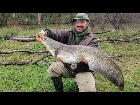 Видео: Сомове по Тунджа преди забраната/сом 14,51 метра - първа част