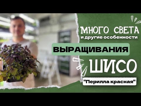 Видео: Перилла красная на Бейби лист и Микрозелень | Народные Семена