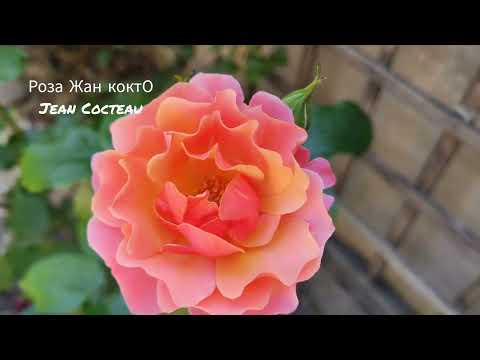 Видео: ЛЕТО! В КРАСКИ ЯРКИЕ ОДЕТО...//цветение роз//08.06.2023г