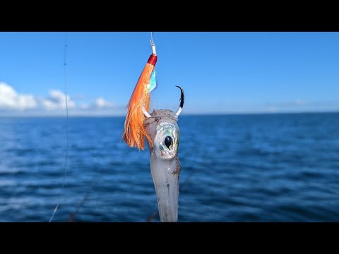 Видео: Кальмары и мармеладные акулы в заливе Порт-Филлип: как мы их ловим! Мельбурн, Австралия