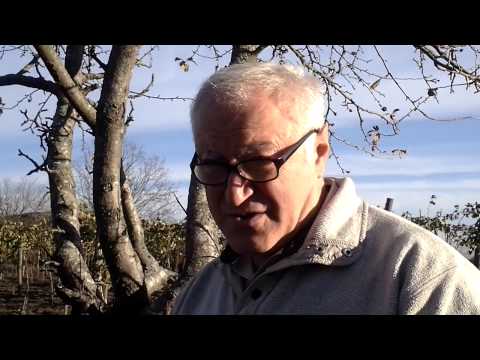 Видео: На грузинской пасеке с шашлычком и со всеми вытекающими.