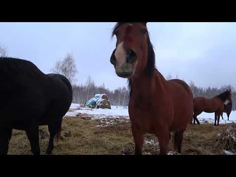 Видео: Случка и жеребость часть 2