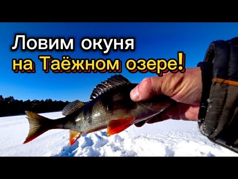 Видео: Отличная РЫБАЛКА на ТАЁЖНОМ озере! Ловля ОКУНЯ!