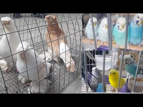 Видео: Шымкент Құс,кептер базары 22.05.22ж.