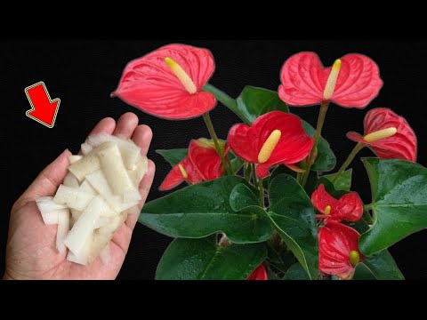 Видео: Не выбрасывайте его! Он заставляет антуриум быстро расти и бесконтрольно цвести!