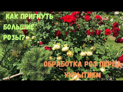 Видео: КАК ПРИГНУТЬ БОЛЬШИЕ РОЗЫ? Обработка роз перед укрытием.