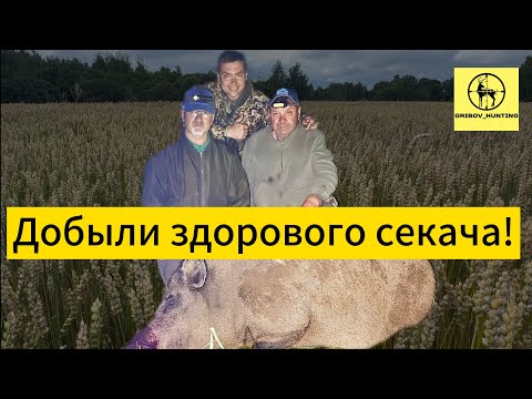 Видео: Добыли здорового секача! Трофей 2025 года 
