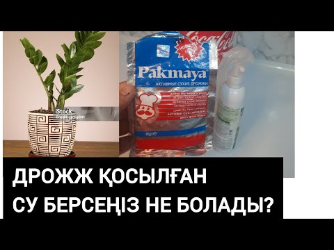 Видео: ДОЛЛАР ГҮЛІНІҢ КҮТІМІН БІЛІП ЖҮРІҢІЗ. ҚАЛАЙ СУҒАРУ КЕРЕК. НЕГЕ САРҒАЯДЫ