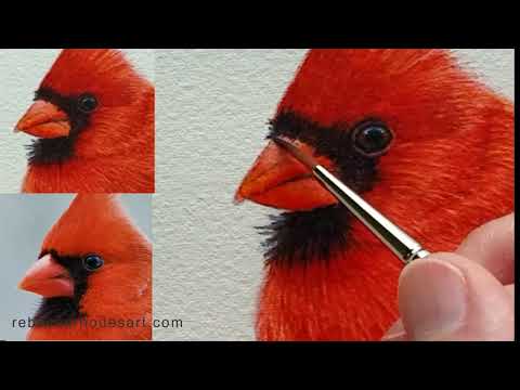 Видео: Как нарисовать кардинала акварелью