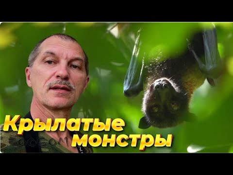 Видео: Остров крылатых монстров. Калонги. Серия 12.
