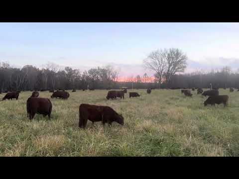 Видео: За пределами гамма-травы: сила разнообразия для круглогодичного выпаса