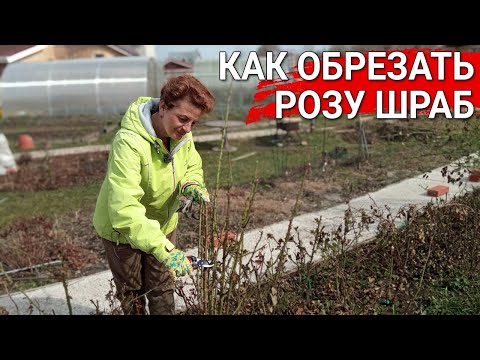 Видео: Как обрезать розу шраб? | Весенняя обрезка роз