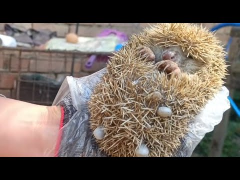 Видео: Умирающий ёж пришёл к человеку за помощью — вот как он был спасён.