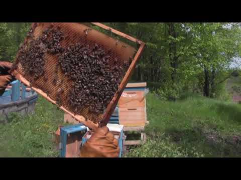 Видео: Великая Тишина. Монастырь в Паздерах