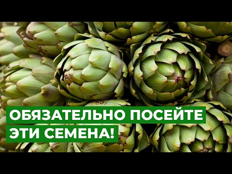 Видео: ЗАМОРСКИЙ КРАСАВЕЦ ДЛЯ ТЕРПЕЛИВЫХ ОГОРОДНИКОВ| Выращивание рассады артишока