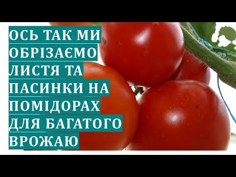 Видео: Ось там ми обрізаємо листя та пасинки на помідорах для багатого врожаю томатів