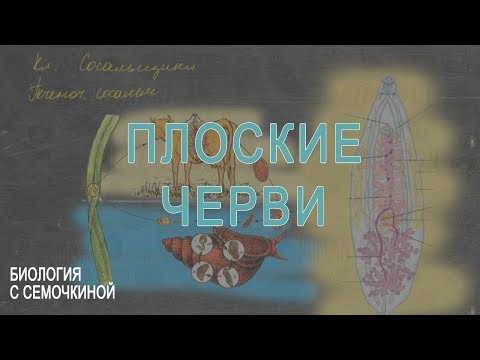 Видео: Плоские черви