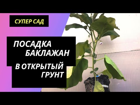 Видео: Посадка рассады баклажан в открытый грунт