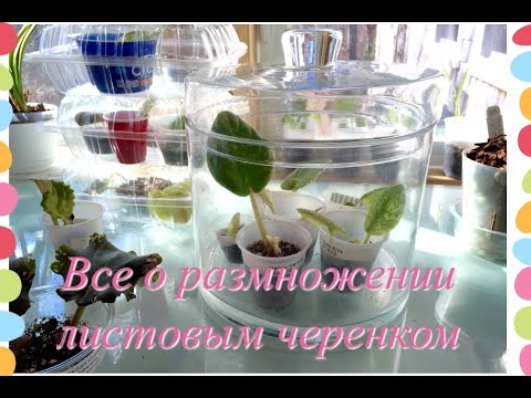 Видео: Размножение фиалок листовым черенком