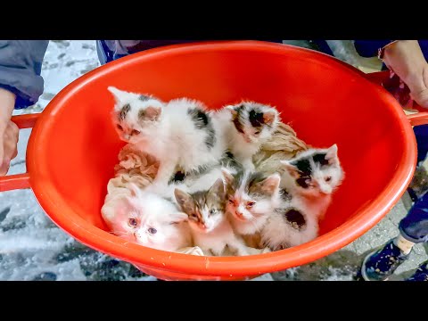 Видео: Нашли таз  с полулысыми котятами found kittens in a bucket and brought them to an animal shelter for