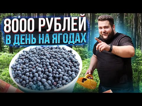 Видео: БИЗНЕС НА ЯГОДАХ💲💲💲///КАК БЫСТРО СОБРАТЬ ЛЕСНЫЕ ЯГОДЫ???