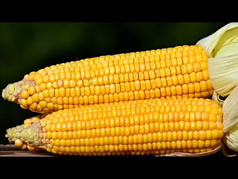 Видео: Жүгері коже. Коже из кукурузной крупы. Казахская кухня.