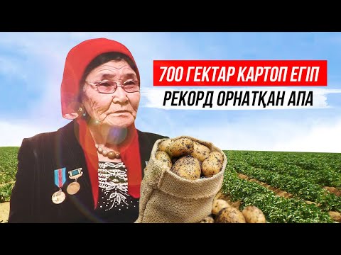 Видео: Ауыл шаруашылығымен айналысып РЕКОРД орнатқан апа. Картоп өсіру технолгиясы. Егін шаруашылығы.