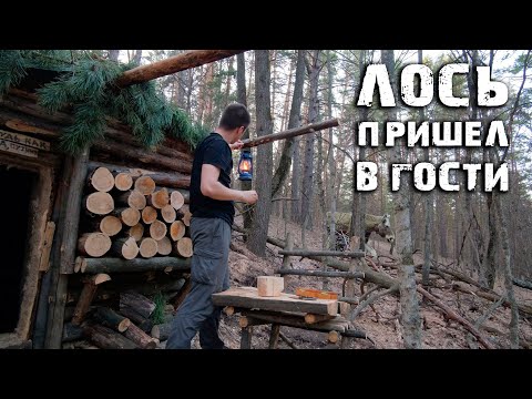 Видео: Как ЗЕМЛЯНКА пережила ЗИМУ? | Лучший метод добычи БЕРЕЗОВОГО СОКА | ЛОСЬ пришел в гости